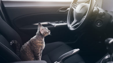 Kitten rescued from car in Dubai