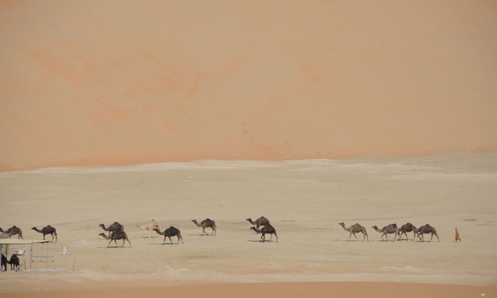 camels walking in the desert in Liwa