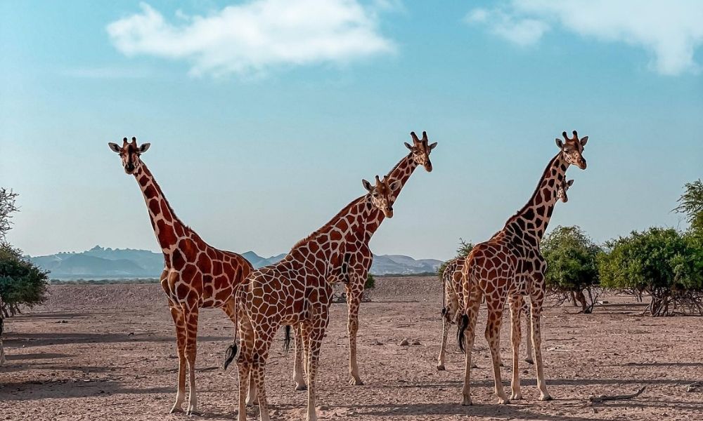 four giraffes on Sir Bani Yas Island
